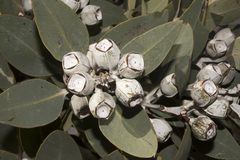 Eucalyptus pleurocarpa