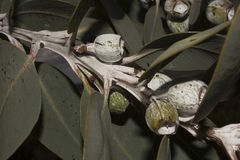 Eucalyptus pleurocarpa