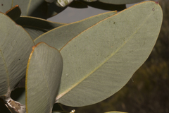 Eucalyptus pleurocarpa