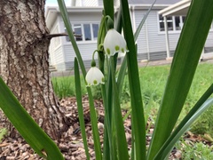 Leucojum aestivum