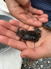 Hemigrapsus oregonensis