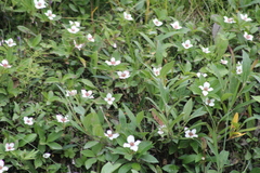 Arctocrania