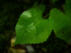 Eurybia macrophylla
