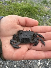 Hemigrapsus oregonensis