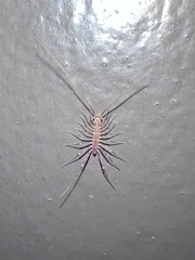 Scutigera coleoptrata
