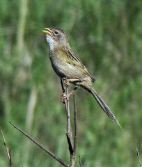 Emberizoides herbicola