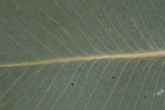 Eucalyptus pleurocarpa