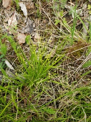 Carex disperma