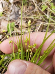Carex disperma