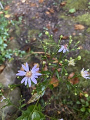 Symphyotrichum ciliolatum