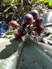 Frangula sphaerosperma