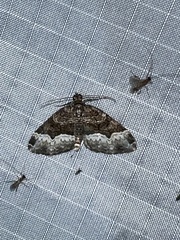 Euphyia intermediata