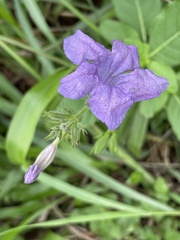 Ruellia nudiflora