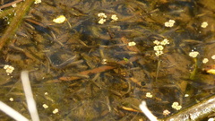 Cnesterodon decemmaculatus