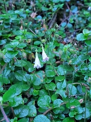 Linnaea borealis