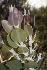 Eucalyptus pleurocarpa