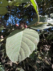 Frangula sphaerosperma