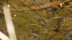 Cnesterodon decemmaculatus