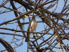 Turdus amaurochalinus