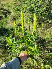 Agastache nepetoides