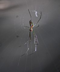 Leucauge argyra