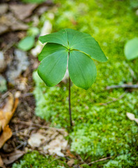 Isotria verticillata