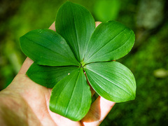 Isotria verticillata