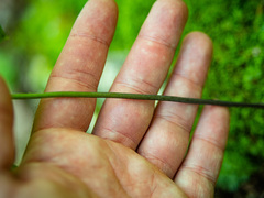 Isotria verticillata