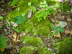 Isotria verticillata