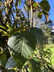 Cissus obliqua