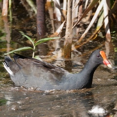 Gallinula tenebrosa