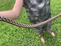 Thamnophis marcianus