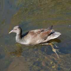 Gallinula tenebrosa