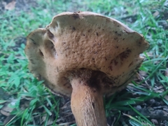 Boletus variipes