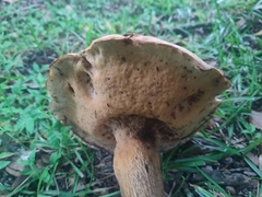 Boletus variipes