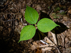 Trillium undulatum