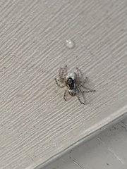 Menemerus semilimbatus