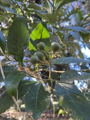 Solanum oblongifolium