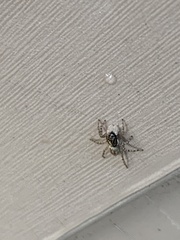 Menemerus semilimbatus