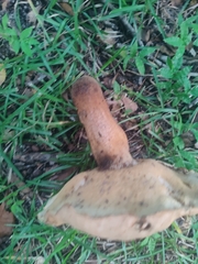 Boletus variipes