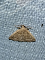Zanclognatha jacchusalis
