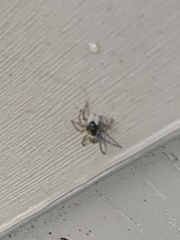 Menemerus semilimbatus