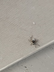 Menemerus semilimbatus