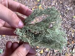 Usnea hirta