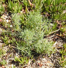 Salsola soda