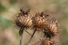 Arctium tomentosum
