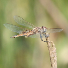 Tramea loewii