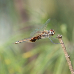 Tramea loewii