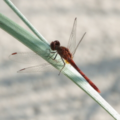 Diplacodes bipunctata