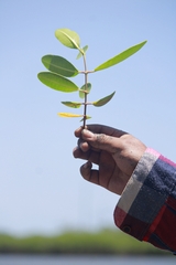 Laguncularia racemosa